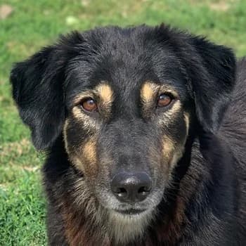 Lavinia, female 7yo Mixed Breed for adoption at Hundegarten Serres, Euskirchen