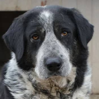 Malik, male 4yo Mixed Breed for adoption at Hundegarten Serres, Euskirchen