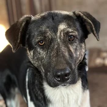 Kaiser, male young Mixed Breed for adoption at Hundegarten Serres, Euskirchen