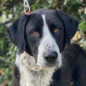 Viotti, male 3yo Mixed Breed for adoption at Hundegarten Serres, Euskirchen