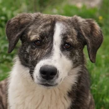 Paula, female young Mixed Breed for adoption at Hundegarten Serres, Euskirchen