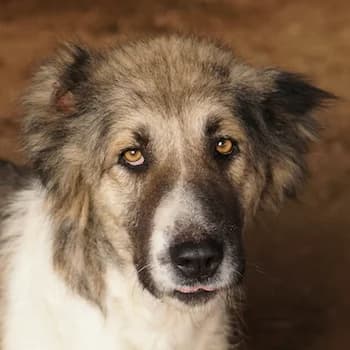 Talia, female 3yo Mixed Breed for adoption at Hundegarten Serres, Euskirchen