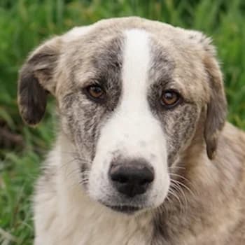 Xabi, male young Mixed Breed for adoption at Hundegarten Serres, Euskirchen
