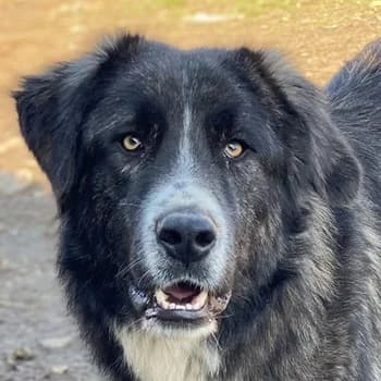 Apollo, male young Mixed Breed for adoption at Hundegarten Serres, Euskirchen