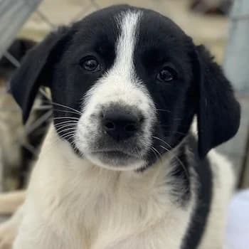 Fedra, female young Mixed Breed for adoption at Hundegarten Serres, Euskirchen