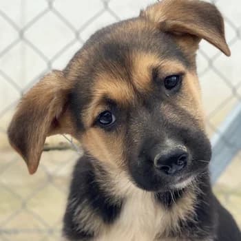 Orfeas, male young Mixed Breed for adoption at Hundegarten Serres, Euskirchen