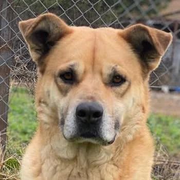 Macarena, female senior Mixed Breed for adoption at Hundegarten Serres, Euskirchen
