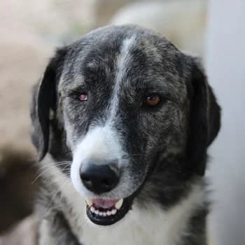 Rafaeli, female 5yo Mixed Breed for adoption at Hundegarten Serres, Euskirchen