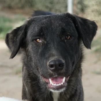 Targa, female young Mixed Breed for adoption at Hundegarten Serres, Euskirchen