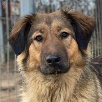 Moelleux, female young Mixed Breed for adoption at Hundegarten Serres, Euskirchen
