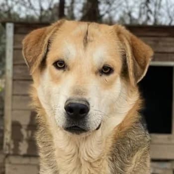 Leo, male young Mixed Breed for adoption at Hundegarten Serres, Euskirchen