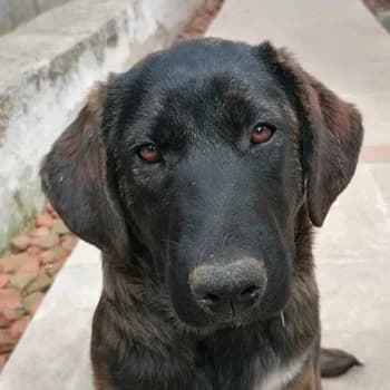 Haja, female young Mixed Breed for adoption at Hundegarten Serres, Euskirchen