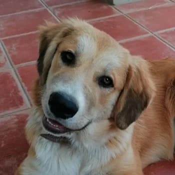 Idis, female young Mixed Breed for adoption at Hundegarten Serres, Euskirchen