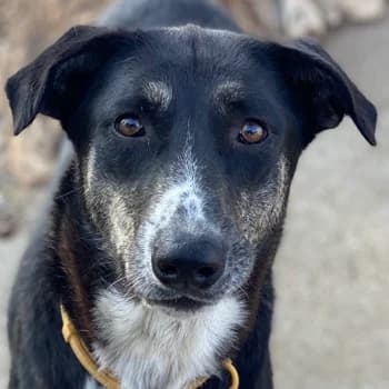 Mareen, female senior Mixed Breed for adoption at Hundegarten Serres, Euskirchen
