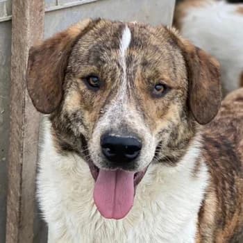 Timo, male young Mixed Breed for adoption at Hundegarten Serres, Euskirchen