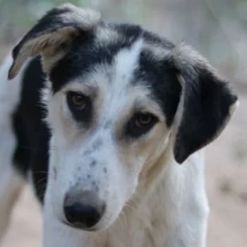 Mona, female young Mixed Breed for adoption at Hundegarten Serres, Euskirchen