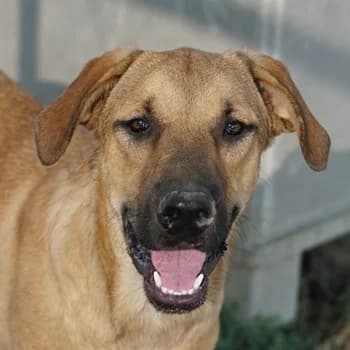 Hermann, male young Mixed Breed for adoption at Hundegarten Serres, Euskirchen