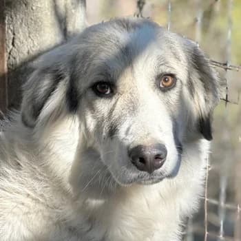 Sally Brown, female young Mixed Breed for adoption at Hundegarten Serres, Euskirchen