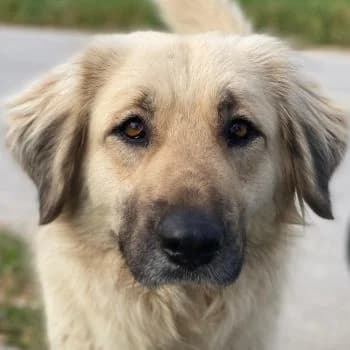 Hermine Granger, female young Mixed Breed for adoption at Hundegarten Serres, Euskirchen