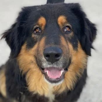 Rubeus Hagrid, male young Mixed Breed for adoption at Hundegarten Serres, Euskirchen