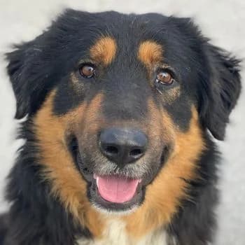 Sirius Black, male young Mixed Breed for adoption at Hundegarten Serres, Euskirchen