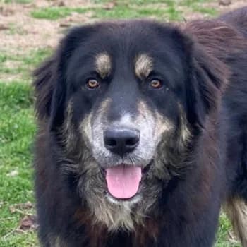 Bärli, male young Mixed Breed for adoption at Hundegarten Serres, Euskirchen