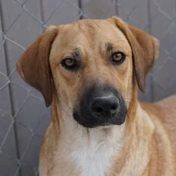 Bardo, male young Mixed Breed for adoption at Hundegarten Serres, Euskirchen