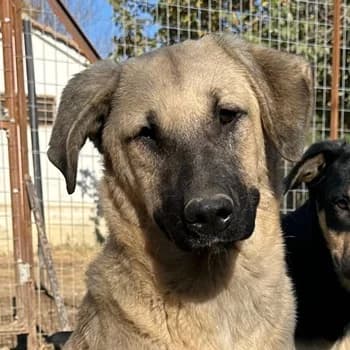 Bangladesh, female young Mixed Breed for adoption at Hundegarten Serres, Euskirchen
