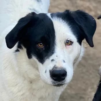 Indonesia, female young Mixed Breed for adoption at Hundegarten Serres, Euskirchen