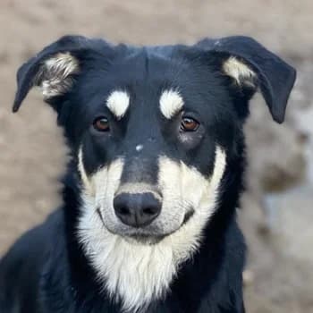 Indiana, female young Mixed Breed for adoption at Hundegarten Serres, Euskirchen