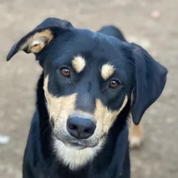Nepal, female young Mixed Breed for adoption at Hundegarten Serres, Euskirchen