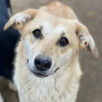 Myanmar, female young Mixed Breed for adoption at Hundegarten Serres, Euskirchen