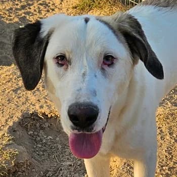 Lana, female young Mixed Breed for adoption at Hundegarten Serres, Euskirchen