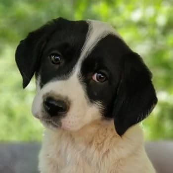 Halla, female young Mixed Breed for adoption at Hundegarten Serres, Euskirchen
