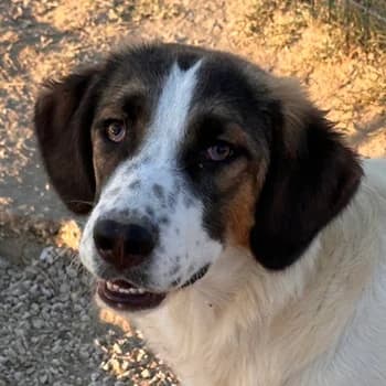 Gessi, female young Mixed Breed for adoption at Hundegarten Serres, Euskirchen