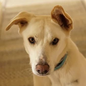 Thor, male senior Mixed Breed for adoption at Hundegarten Serres, Euskirchen
