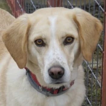 Liza, female senior Mixed Breed for adoption at Hundegarten Serres, Euskirchen