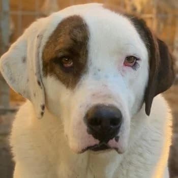 Mäx, male young Mixed Breed for adoption at Hundegarten Serres, Euskirchen