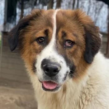 Fiva, female young Mixed Breed for adoption at Hundegarten Serres, Euskirchen