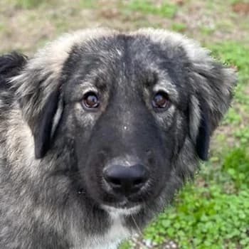 Henry, male 4yo Mixed Breed for adoption at Hundegarten Serres, Euskirchen