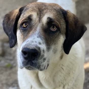 Elliot, female 4yo Mixed Breed for adoption at Hundegarten Serres, Euskirchen