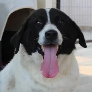 Mariel, female senior Mixed Breed for adoption at Hundegarten Serres, Euskirchen