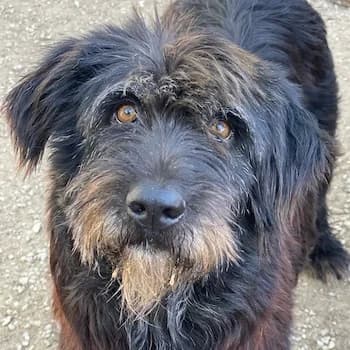 Novi, female 4yo Mixed Breed for adoption at Hundegarten Serres, Euskirchen