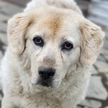 Lara, female senior Mixed Breed for adoption at Hundegarten Serres, Euskirchen