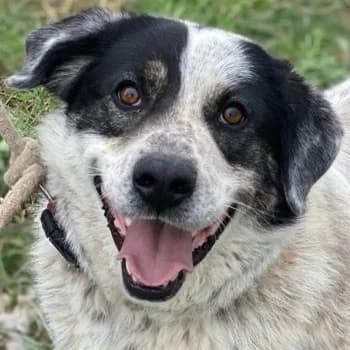 Pavlos, male 5yo Mixed Breed for adoption at Hundegarten Serres, Euskirchen