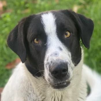 Penny, female 3yo Mixed Breed for adoption at Hundegarten Serres, Euskirchen