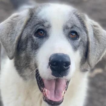 Ryat, male young Mixed Breed for adoption at Hundegarten Serres, Euskirchen