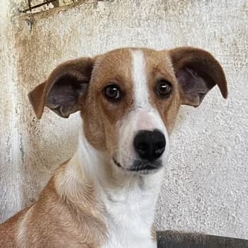Ida, female 5yo Mixed Breed for adoption at Hundegarten Serres, Euskirchen