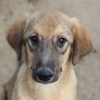 Sophia, female young Mixed Breed for adoption at Hundegarten Serres, Euskirchen