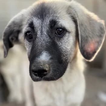 Juju, female young Mixed Breed for adoption at Hundegarten Serres, Euskirchen